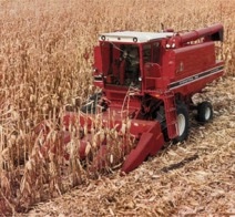 International Harvester Combine in corn field