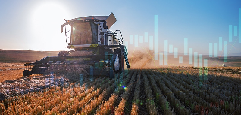 Combine harvesting wheat in a field